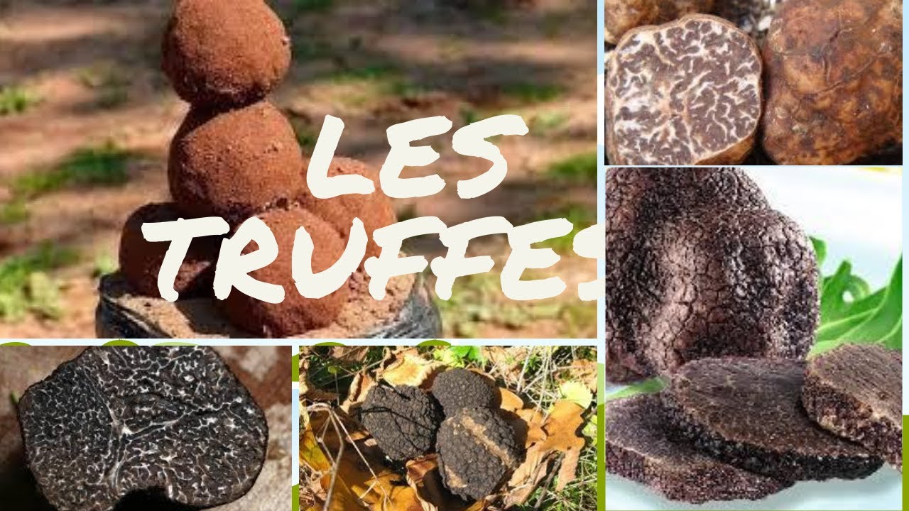 #truffe  quelles sont les différentes variétés de truffes?
