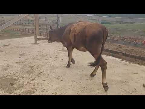 LOTE 50 - Bezerra; PRODUTO DE I.A.; PAI: CRACKER JACK; Brinco 192