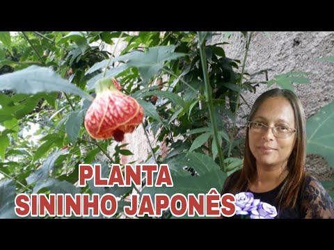Vídeo: Platicodon. Plantando e cuidando de um sino maravilhoso