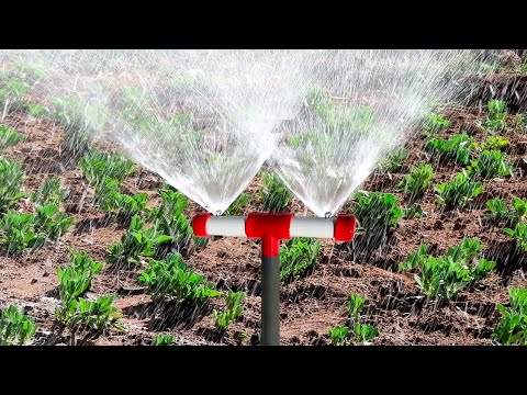 Vídeo: Informació de jardineria del sistema sèptic: plantació de jardins en camps de drenatge sèptic
