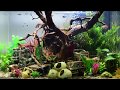 Warm water tropical aquarium 3 weeks in. HD relaxing screensaver fish tank