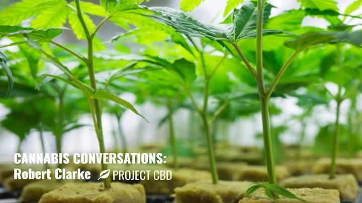 LIVE INTERVIEW: Robert Clarke, Author, on CBD Rich...
