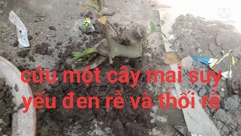 cách cứu cây mai suy yếu. thối rễ và đen rể