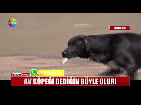 Av köpeği dediğin böyle olur!