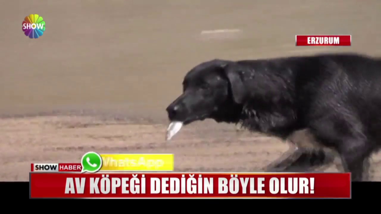 Av Kopegi Dedigin Boyle Olur Youtube