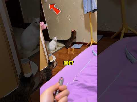 Она была в шоке от своих котиков!.. 🥹❤️ #shorts #shortsvideo
