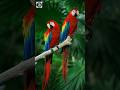 Unique Facts about Scarlet Macaw | Most Beautiful Bird in The World