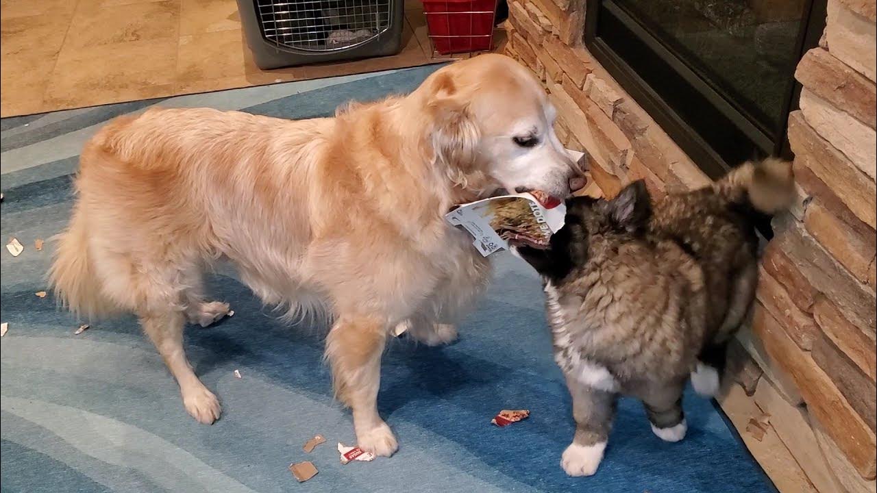 Cute American Akita Puppy & Old Golden Retriever Dog Tearing Apart
