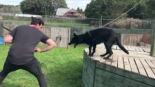 Belgian Malinois GSD cross. 6 weeks to 1 year old