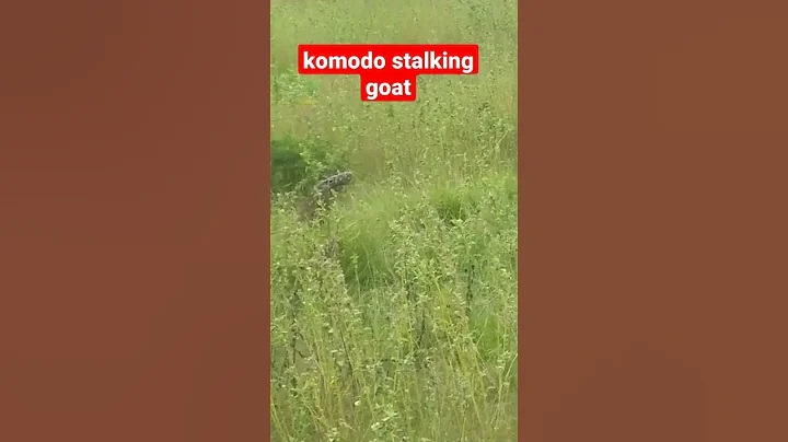Komodo dragons stalking goats in the sava#komodo #goat#shorts #predator #animals #beautiful