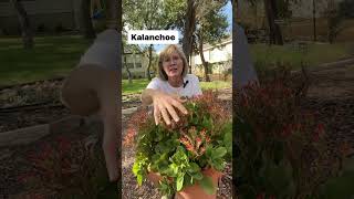 My Favorite Potted Plant For  Sun  Kalanchoe