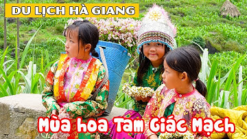 DU LỊCH HÀ GIANG MÙA HOA TAM GIÁC MẠCH | Khám phá những điểm chụp ảnh đẹp hút khách nhất