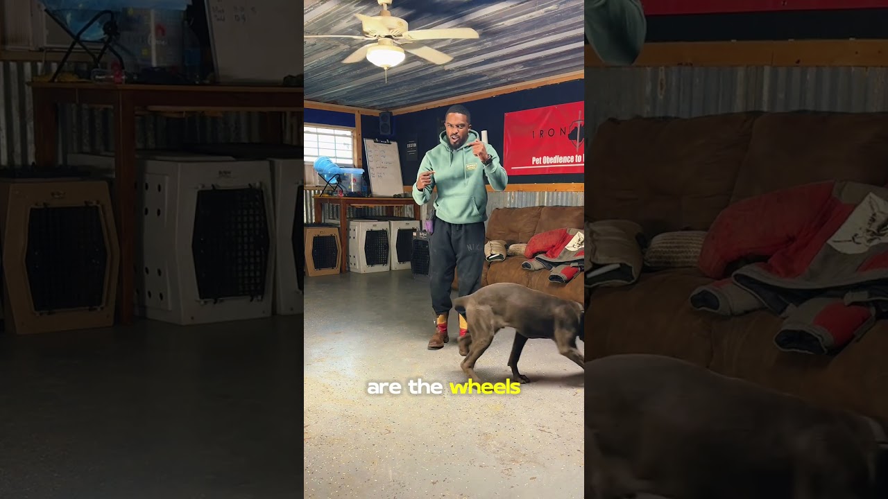 Чтение языка тела собаки во время выполнения команды «Сидеть».