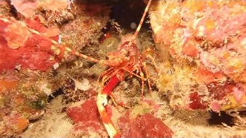 SeaLife Micro 3.0 Video Clip 3