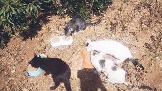 Some of the rescued cats at our shelter enjoying a meal by Cats Kingdom 359 views 10 months ago 2 minutes, 19 seconds