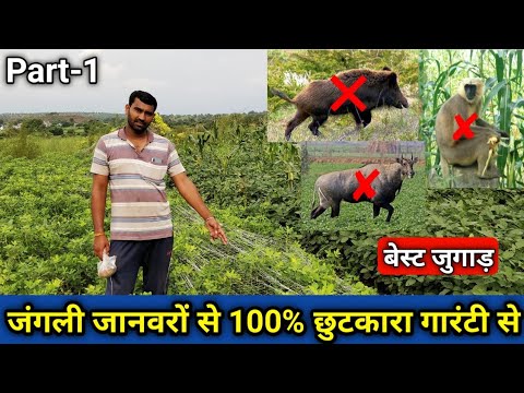जंगली सूअर,बंदर,नीलगाय से फसल को बचाने का देसी जुगाड़।How to protect crop from wildboar,nilgay,money