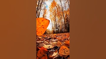 From The Start - Laufey | lyrics | aesthetic | whatsapp status | english song | slowed | sped up 💕