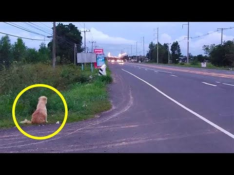 Video: Ville du kunne se lopper på en hund?