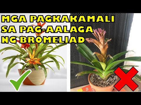 Video: Pag-aalaga ng Halaman ng Bromeliad: Pagpapalaki at Pangangalaga sa Mga Halamang Bromeliad