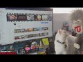 Cat Interrupts Monkey (Jack & Shumai)