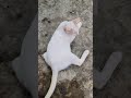 Baby cute 🥰🥰 #cat #shortvideo #cutecat #animallife