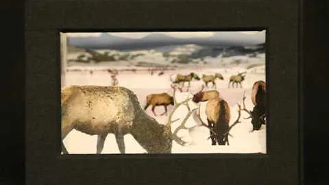 Winter Elk by Jill Timm
