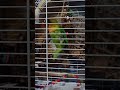 🦜