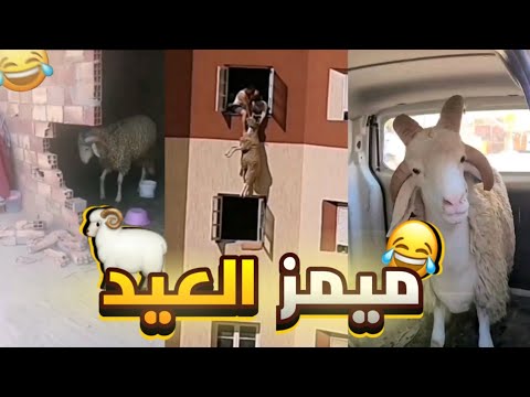 MOROCCAN MEMES COMPILATION | ميمز مغربي 🇲🇦 | ميمز العيد 🐏😂