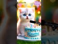 HALIMA HAPPY BIRTHDAY HAPPY BIRTHDAY SONG WITH NAMES Adorable Cute Cat Cat Happybirthday
