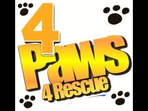 4 Paws 4 Rescue Crazy Bowl 4 Paws 4 Rescue Crazy Bowl