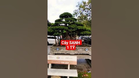 Cây SANH Giá 1 TỶ #bonsai #caycanh #shorts #viral