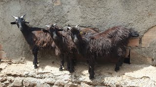 💚 La cabra SERRANA DE CALABRIA. Italia 🐐🐐🐐🐐