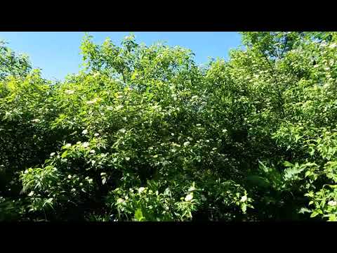 Video: Silky Dogwood Bushes - Vinkkejä silkkisen koiranpuun hoitoon