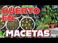 Como tener xito con la huerta en macetas