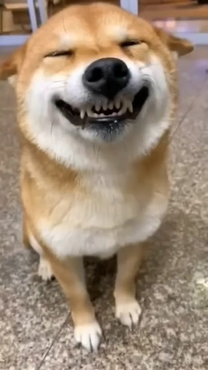 Funny dog dance 🐶🐶💃 #funny #shorts #dog #viral