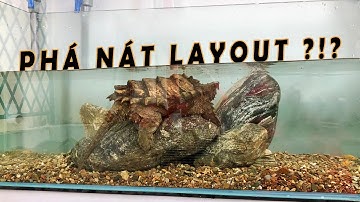 Chuyển 2 con RÙA CÁ SẤU từ thùng nhựa lên hồ kính #hugoduong