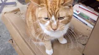 Churchill The Book Store Cat 2