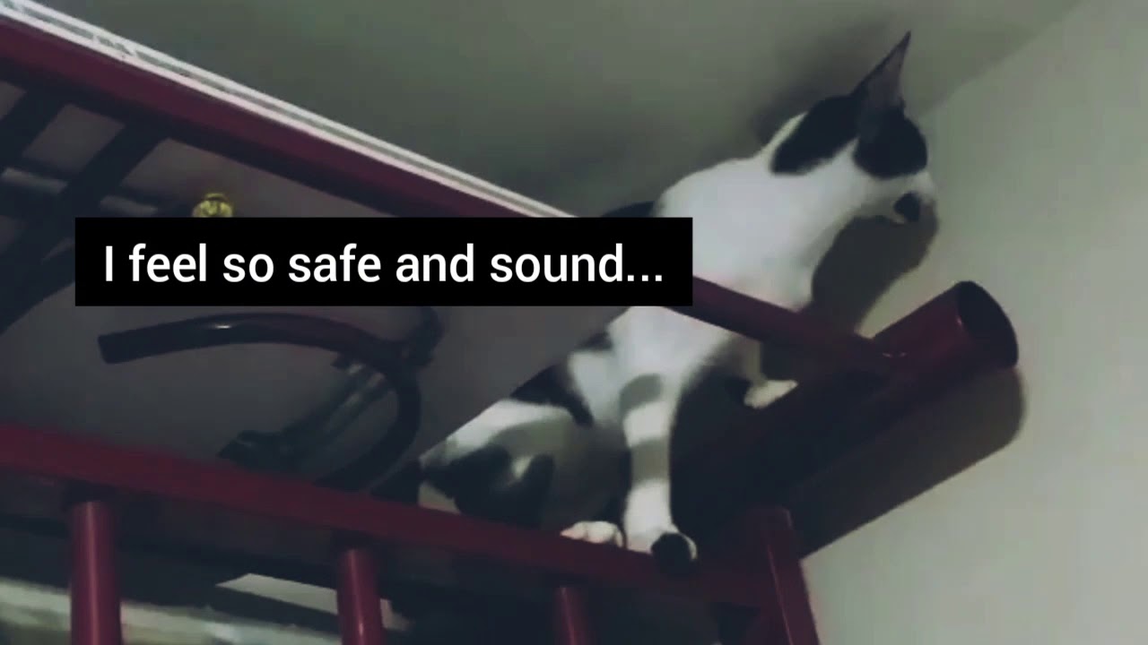 My Rescued Kittens | Always checking and climb everywhere - MyRescued CatsPH
