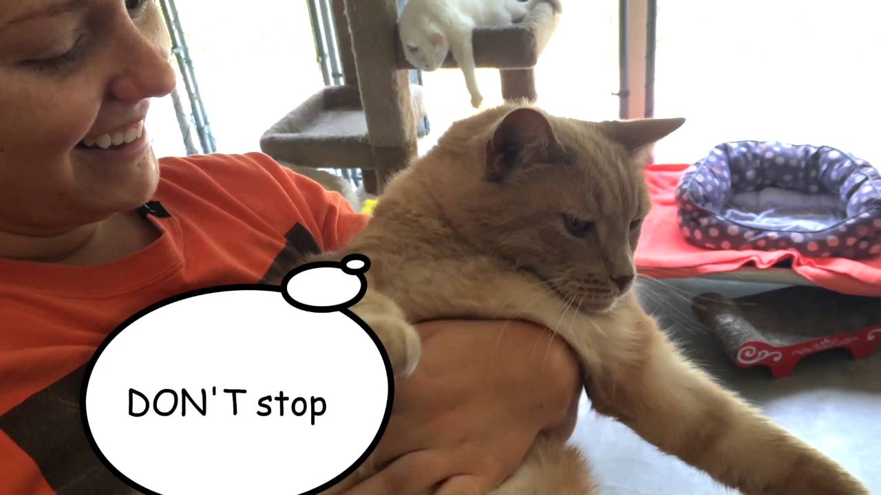special needs animal rescue Boone is a big baby