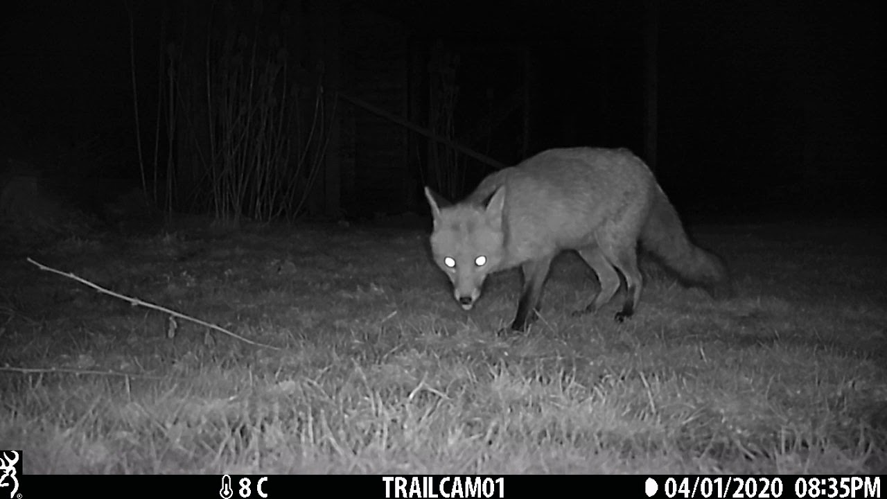 Fox eating mealworms