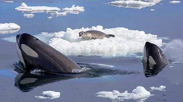 Косатка ломает льдину чтобы добраться до тюленя!
