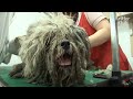 Dirty, Long-Haired Dog Bawls,Thinking Of Her Puppy She Left In Trash House | Kritter Klub