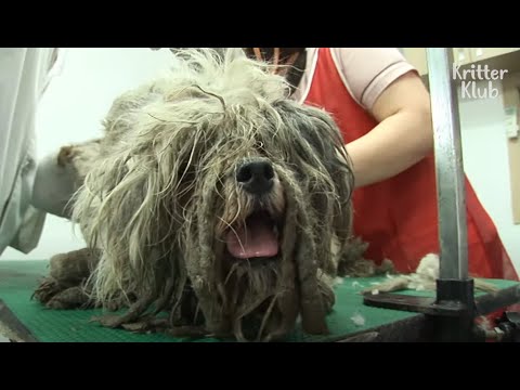 Video: Hunde, der tænker den 4. juli, er værre end et hårbånd, der involverer bånd