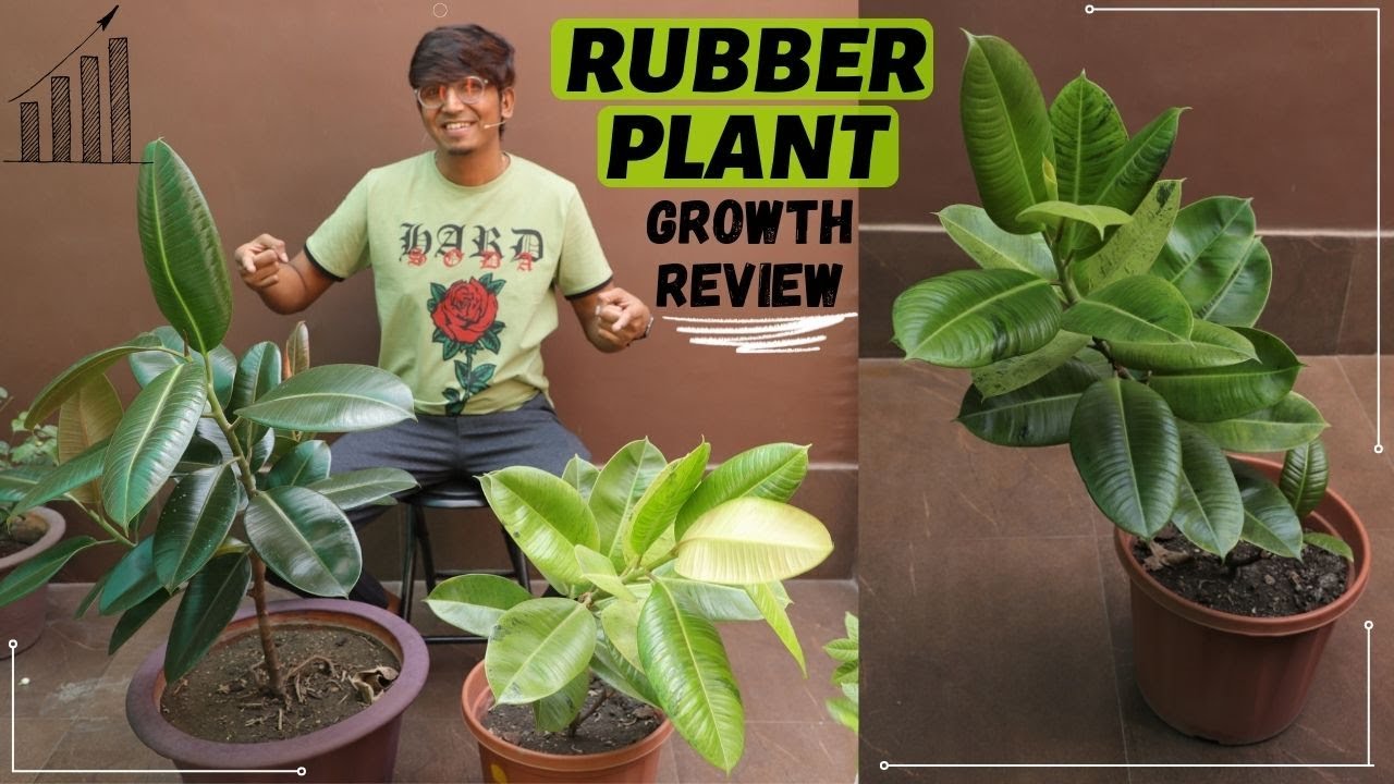 Rubber Plant Growth Review (After Prune & Shoot, Plant Care and