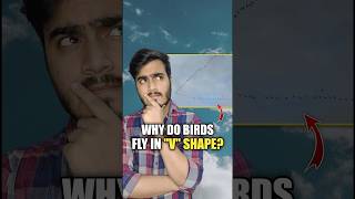 Why do Birds fly in a "V" Shape?