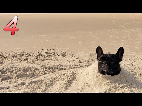 วีดีโอ: French Bulldog: สิ่งที่คุณต้องรู้ก่อนซื้อ