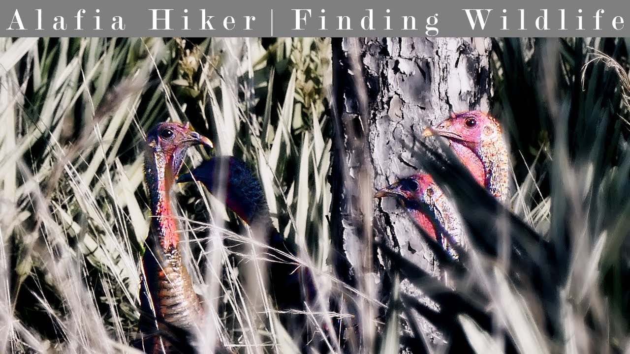 Jonathan Dickinson State Park: Camping, Kayaking, Biking, and Hiking