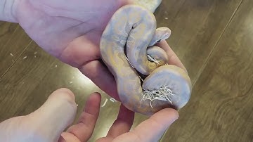 Unboxing a Coral Glow Cinnamon Ball Python
