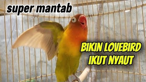 suara burung lovebird ngekek panjang mantab bikin lovebird apapun ikut nyaut bunyi