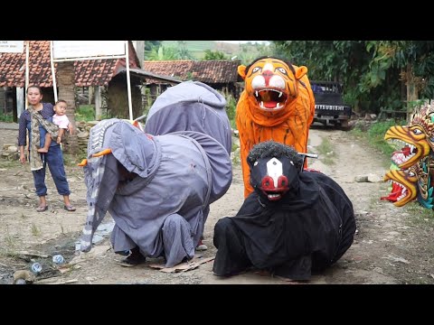 DETIK DETIK KEMUNCULAN SANG RAJA HUTAN MACAN GAJAH KUDA ~ BUROK CINTA NADA BUDAYA